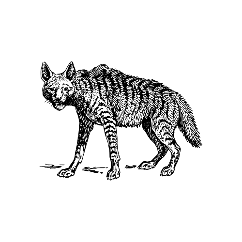waldeck-widlife-hyena
