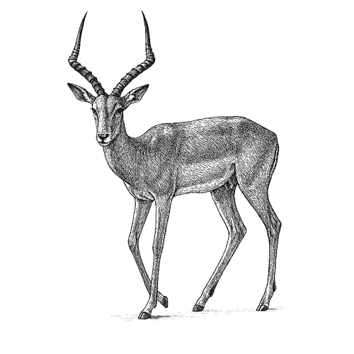 Waldeck-namibia-safari-animals-impala-antelope