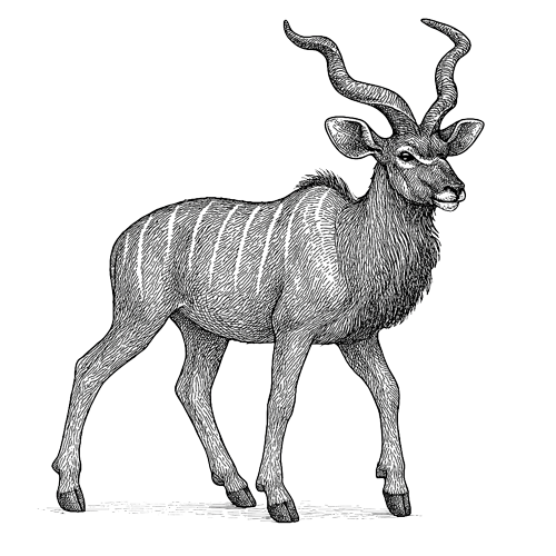 Waldeck-namibia-safari-animals-kudu-antelope