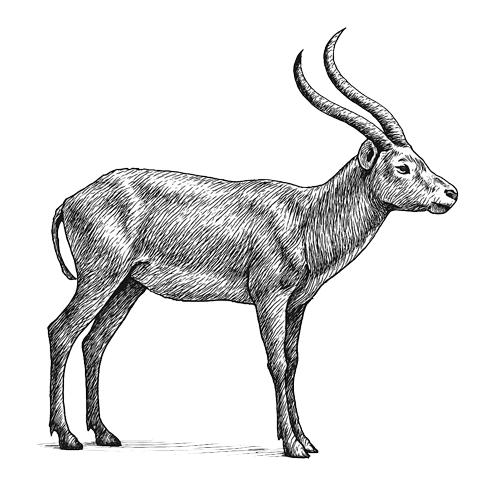 Waldeck-namibia-safari-animals-lechwe-antelope