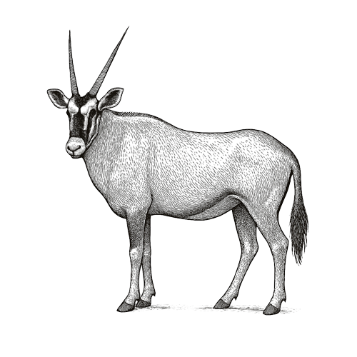 Waldeck-namibia-safari-animals-oryx-antelope