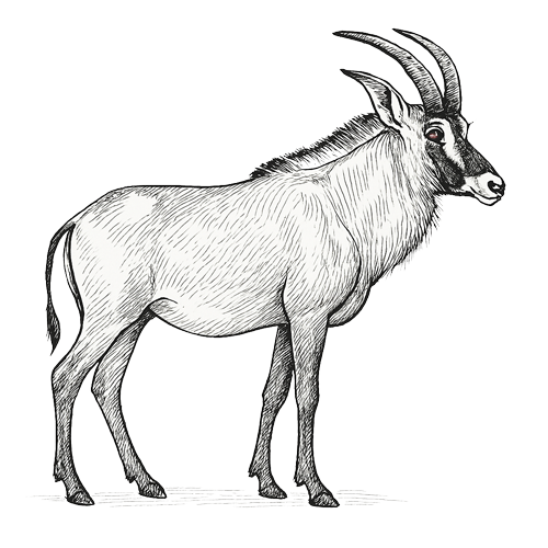 Waldeck-namibia-safari-animals-roan-antelope