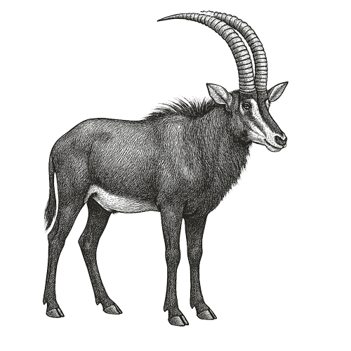 Waldeck-namibia-safari-animals-sable-antelope