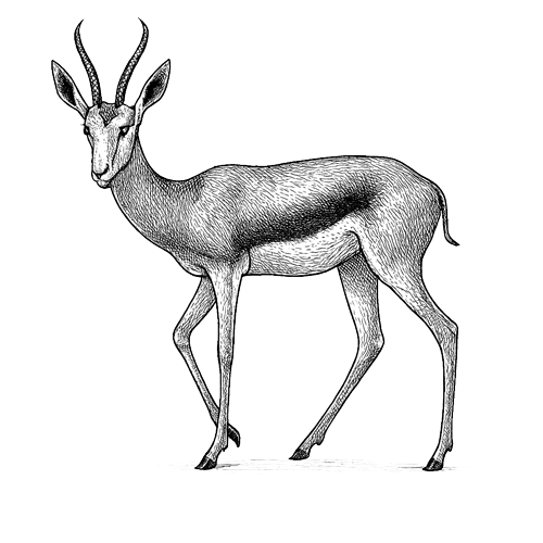 Waldeck-namibia-safari-animals-springbok