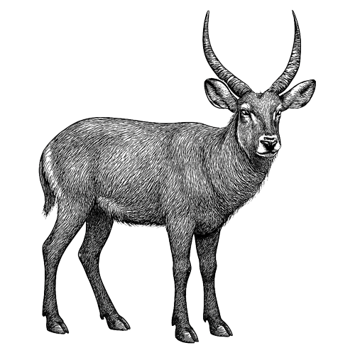 Waldeck-namibia-safari-animals-waterbuck-antelope