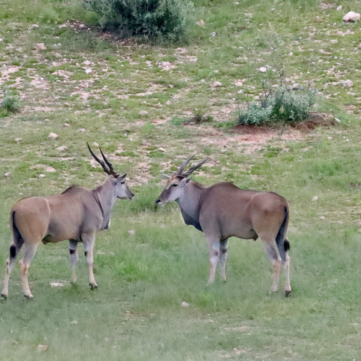 Waldeck-safari-lodge-namibia-wildlife-11