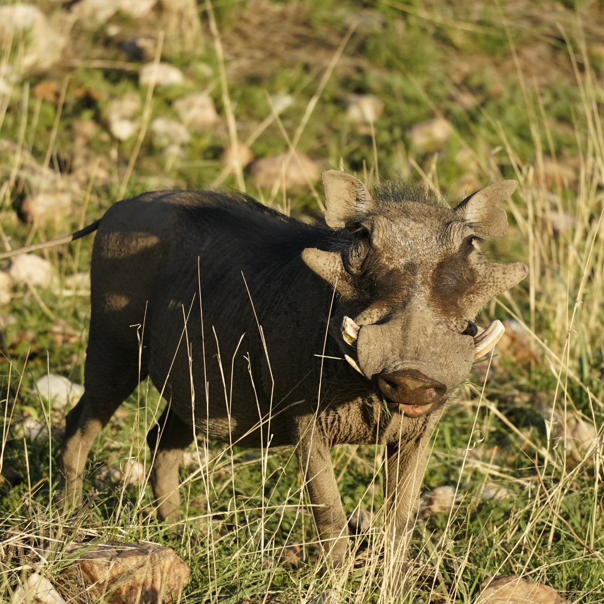 Waldeck-safari-lodge-namibia-wildlife-12