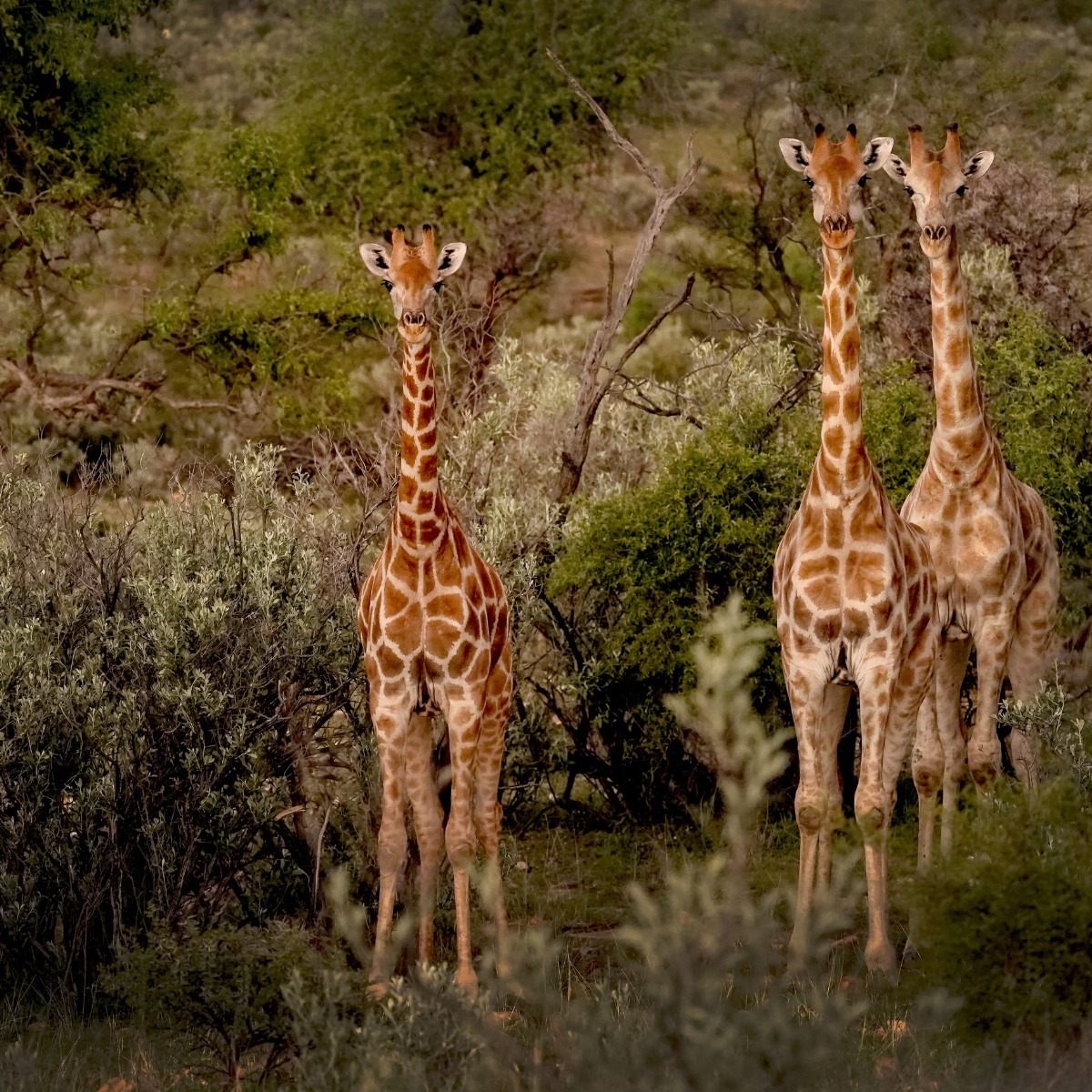 Waldeck-safari-lodge-namibia-wildlife-3