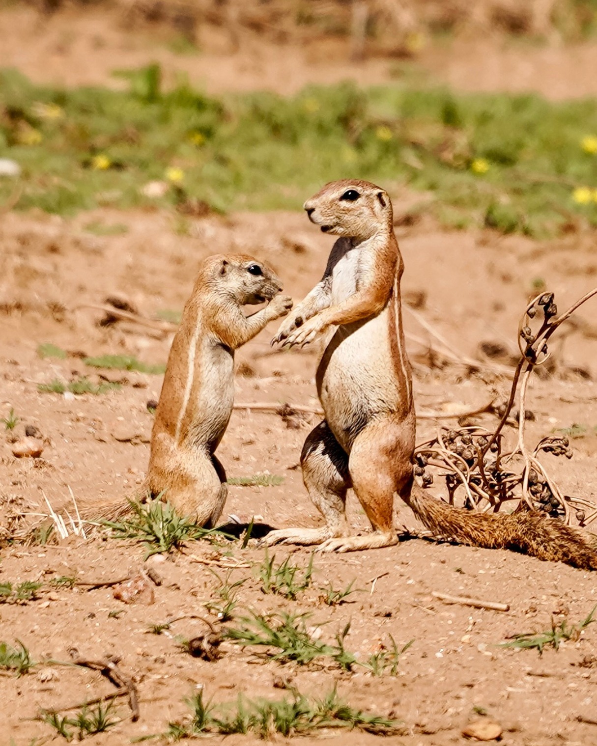 waldeck-lodge-namibia-wildlife-safari